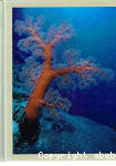 Biology : Life on Earth vignette